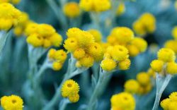 Cactus: The Resilient Desert Beauty