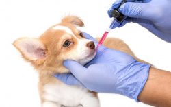 Best Dog Medicines And Pharmacy Products To Buy Online