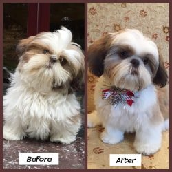 Convenient Pet Grooming at Your Doorstep | Home Service Pet Groomer
