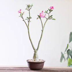 Enchanting World of Adenium: Unveiling the Beauty of Desert Rose Succulents