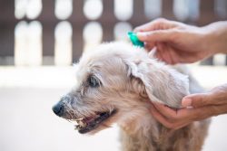 Your Ultimate Guide To Flea Medicine For Dogs