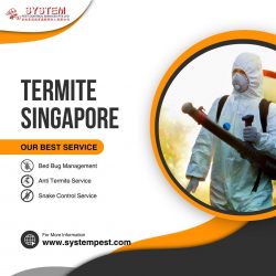 Termites Beware: Unveiling the Ultimate Defense in Singapore!