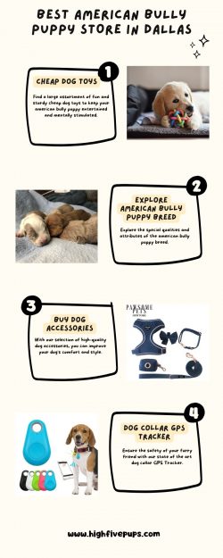 Best American Bully Puppy Store In Dallas