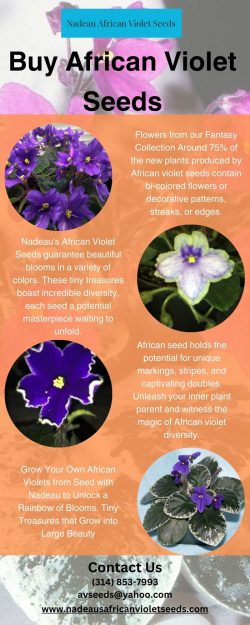 Buy African Violet Seeds With Nadeau African Violet Seeds