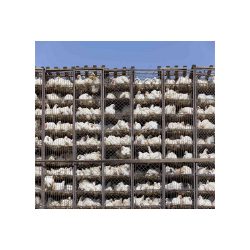 Rooted in Health: Unveiling the 8 Advantages of a Plant-Based Diet.