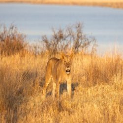 Looking for Wildlife Portrait Photography in North Vancouver, BC