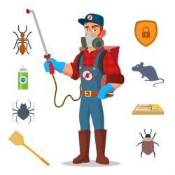 Pest Control in Navi Mumbai