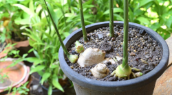 Garden Centre: Your Destination for Horticultural Excellence