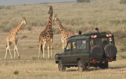 3 Day Rwanda Safari with Akagera Wildlife and Boat Cruise