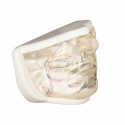 Transparent Lower Facial Injection & Filler Practice Model with Simulated Blood Vessels