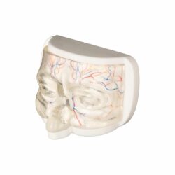 Clear Upper Facial Injection & Thread Lifting Training Model with Simulated Blood Vessels