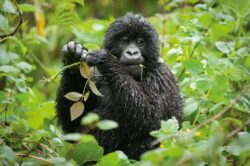 5 Days Rwanda Vacations of Gorilla Trekking and Golden Monkeys