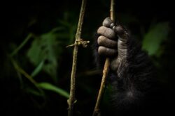 6 Days in Rwanda Gorilla and Chimp Trekking Tour