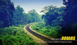 Dooars Tour Package: Your Ultimate Journey through the Heart of Nature