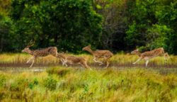 Sundarban Tour Package from Kolkata – 2025 Spl Deal, Book Now!