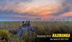Kaziranga Shillong Cherrapunji Package Tour from Guwahati – Book Now!
