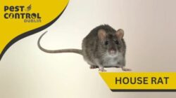 Rodent Control in Dublin