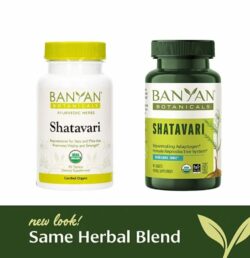 Shatavari For Women’s Health