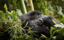 5 Day Rwanda Tour with Gorillas, Chimps and Akagera Big Five
