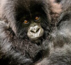 6 Days in Rwanda Gorilla and Chimp Trekking Tour