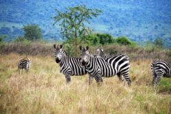 3 Days Akagera Big Five Safari and Boat Cruise on Rwanda Tour