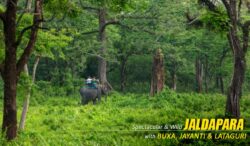 Jaldapara Elephant Safari – A Thrilling Ride Through the Wild