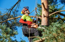 Tree Removal North Sydney