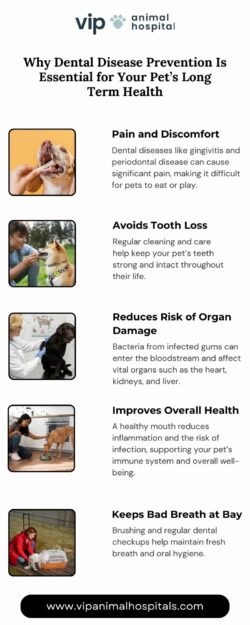 Protect Your Pet’s Smile Dental Disease Prevention for Pets | VIP Animal Hospital