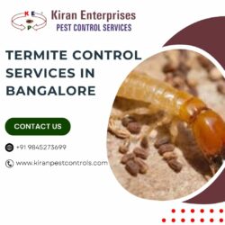 Termite Control Services in Bangalore | Safe & Effective Solutions