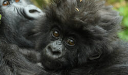 7 Days Gorilla Tracking Rwanda and Kenya Tour