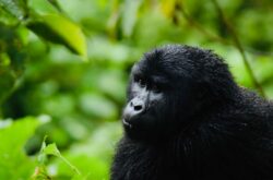 7 Days Best of Gorilla Tracking Rwanda and Uganda Safari