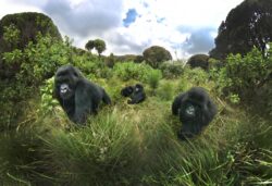 3 Days Gorilla Tracking Rwanda Tour