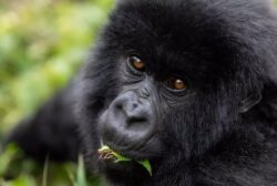 9 Days Gorilla Tracking Rwanda and Serengeti Tanzania Safari