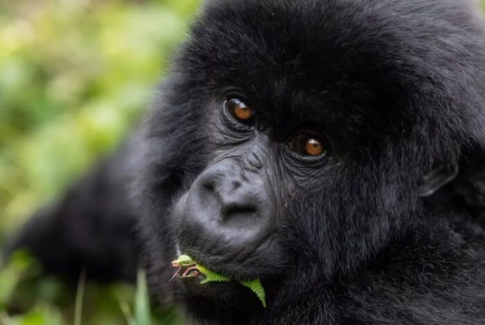 9 Days Gorilla Tracking Rwanda and Serengeti Tanzania Safari