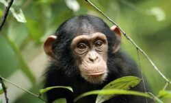 6 Days in Rwanda Gorilla and Chimp Trekking Tour
