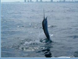 South Florida Sailfish Charters