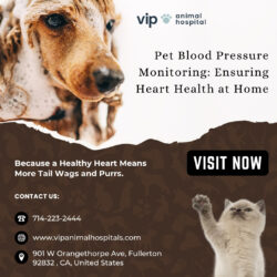 Comprehensive Pet Blood Pressure Monitoring at VIP Animal Hospital