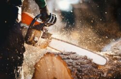 Tree Lopping Sydney North Shore