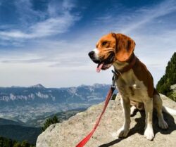 Discover the Joy of Hiking With Dogs in Verona’s Stunning Outdoors