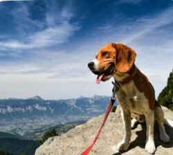 Explore the Best Dog Walks in Montclair for Happy, Healthy Pets