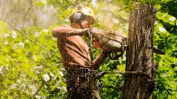 Stump Grinding Sydney