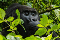 Best 7 Primate Special Packages on Rwanda Primate Safari