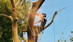 Tree Removal St Ives