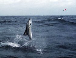 South Florida Sailfish Charters