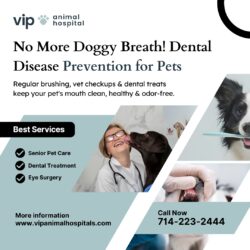 Prevent Dental Problems Before They Start – VIP Animal Hospital Dental Disease Prevention for Pets
