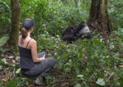 Gorilla permit and why you need it on Rwanda gorilla safari