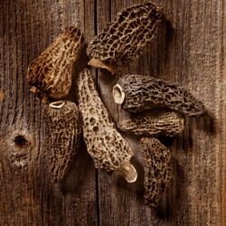 Dehydrated Morel Mushrooms – Gourmet Flavor in Every Bite