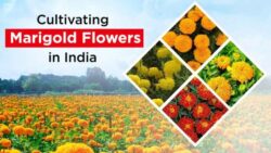 Know about Marigold Flower Farming Business