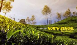 North Bengal Tour Packages – Perfect Getaway for Nature and Adventure Lovers
