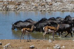 The Most Adventurous Activities on Tanzania wildlife tours